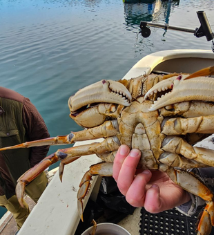 Sitka Crabbing Situation 